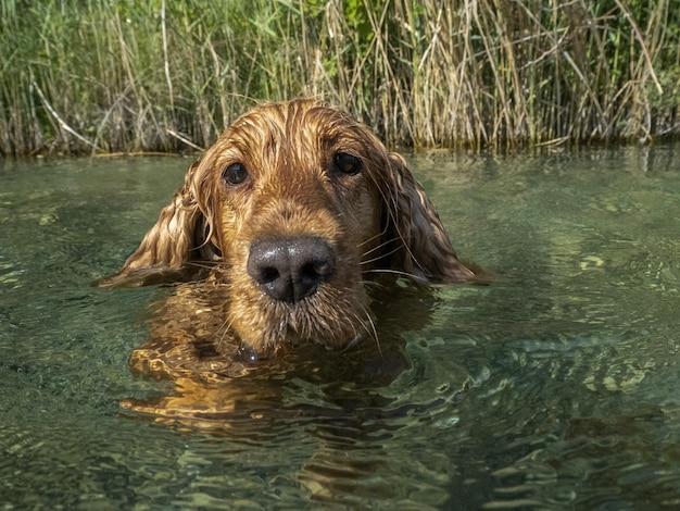 Cockerspaniel-Hund, der im Flusswasser schwimmt