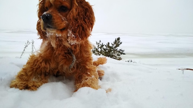 Cockerspaniel-Hund liegt im Schnee