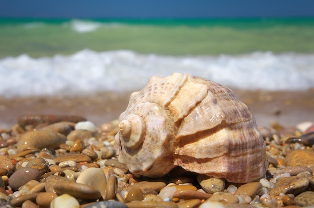 Cockleshell en la composición de la naturaleza de la orilla del mar