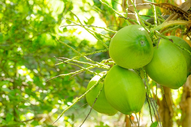 Coco en el árbol, Coco fresco en el árbol, Cocos verdes colgando en el árbol