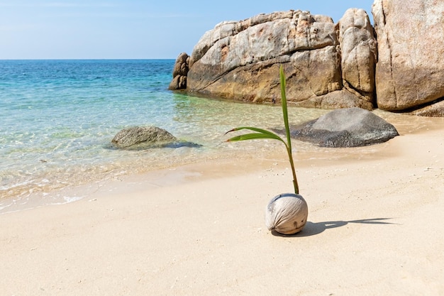 Coco brotado en la playa en Tailandia