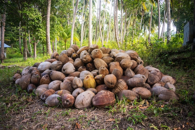 Coco caído em torno de uma palmeira verde. um monte de cocos caídos em um palmeiral. Cocos secos na grama