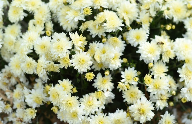 Coco Chanel multiflora Chrysanthemum cerrar