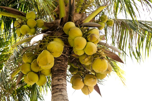 el coco crece en una palmera