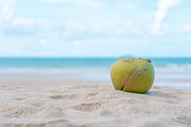 Coco é colocado em uma pilha de areia na praia