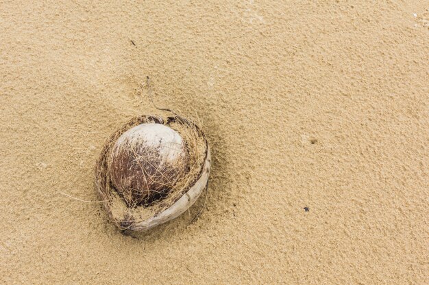 Coco encontrado tumbado en una playa de arena