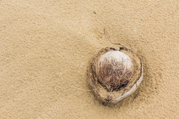 Coco encontrado tumbado en una playa de arena