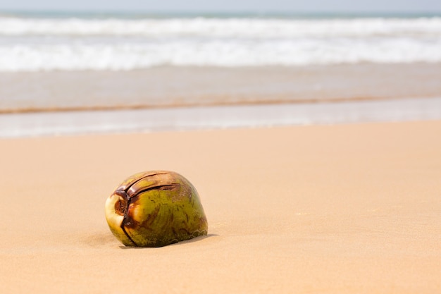 Coco grande junto al océano