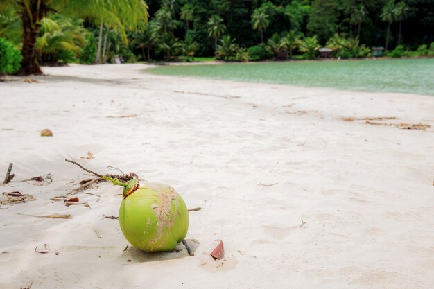 Coco na areia do mar na tailândia.