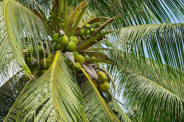Foto coco na árvore. a fruta é benéfica para o corpo. vitamina alta e boa para a saúde na tailândia.