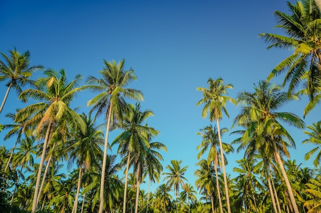 Foto coco y palmera con cielo azul