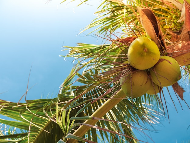 Coco Palmera Verano