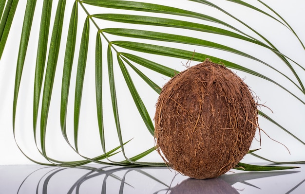 Foto un coco en una pared blanca con una hoja de palma.