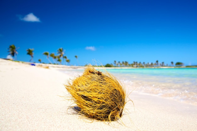 De coco en la playa