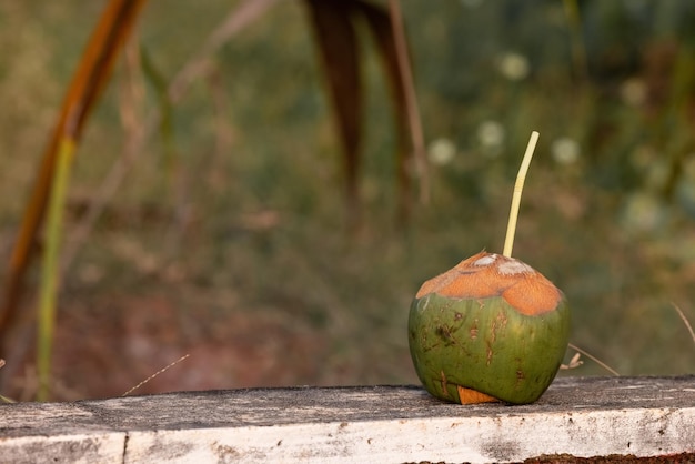 Un coco del que sobresale un tallo.