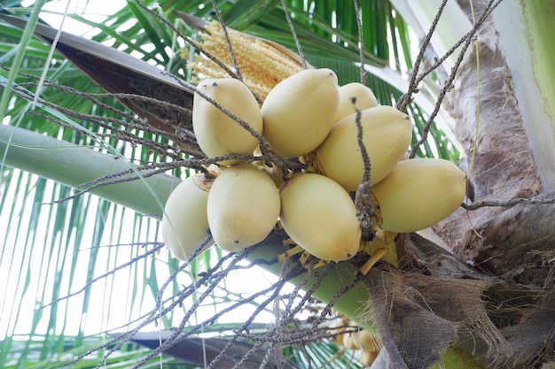 Foto coco rey o coco amarillo un tipo de coco que no tiene árboles altos