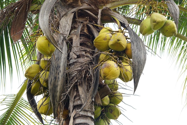 Coco velho na árvore pronto para comer