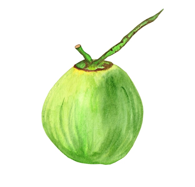 Cocô verde aquarela