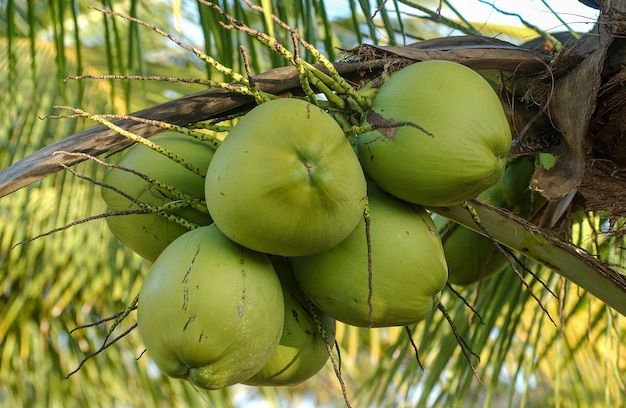 Coco verde em cacho na árvore