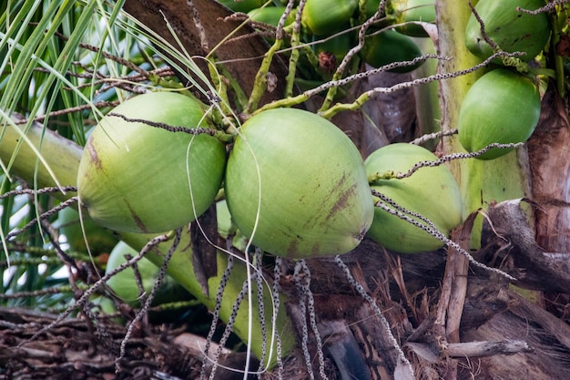 Cocô verde em um coqueiro no rio de janeiro, brasil.