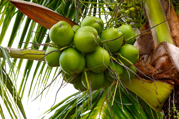 Coco verde en la palmera