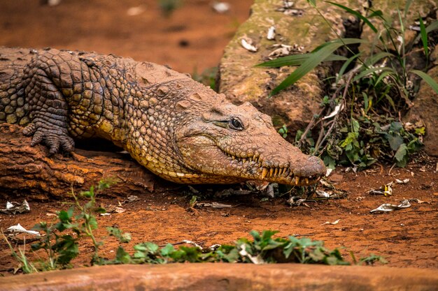 Un cocodrilo africano caminando. Visitar el importante orfanato de nairobi de animales desprotegidos o heridos. Kenia