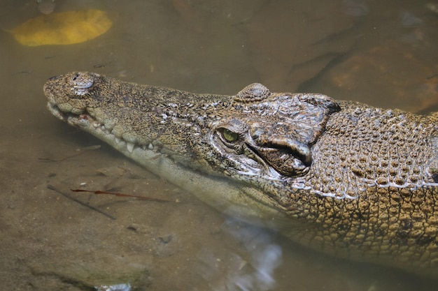Cocodrilo de agua salada Crocodylus porosus o cocodrilo de agua salada o cocodrilo indoaustraliano o cocodrilo Maneater tomando el sol en el pantano