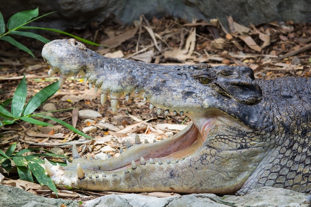 Cocodrilo de agua salada habita en el zoológico