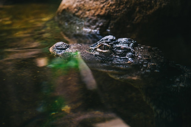 cocodrilo en el agua