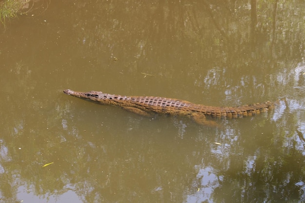 Un cocodrilo en el agua