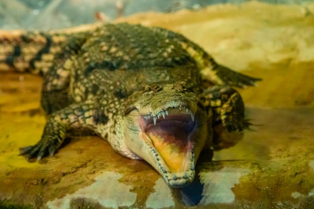 Foto cocodrilo con boca abierta con dientes grandes