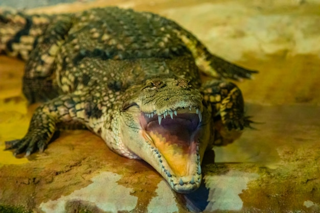 Foto cocodrilo con boca abierta con dientes grandes