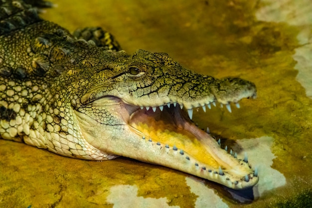 Cocodrilo con boca abierta con dientes grandes