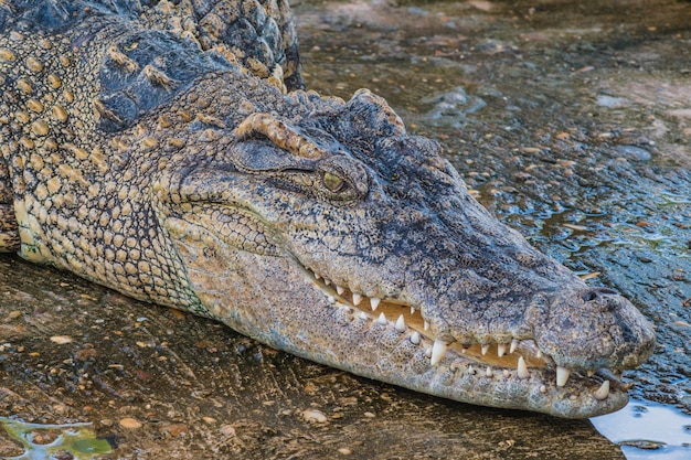 Cocodrilo con la boca abierta en la orilla del lago