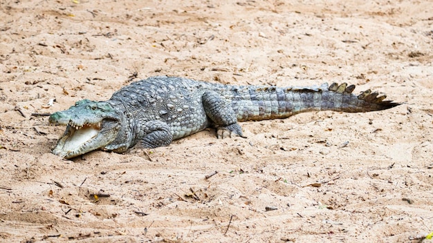 Cocodrilo en la boca de la orilla del lago abierta