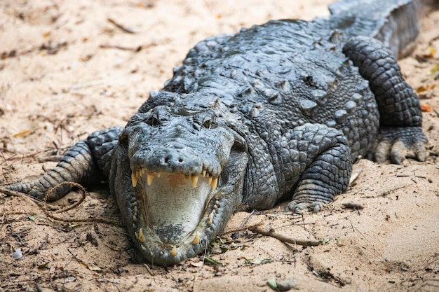 Cocodrilo en la boca de la orilla del lago abierta