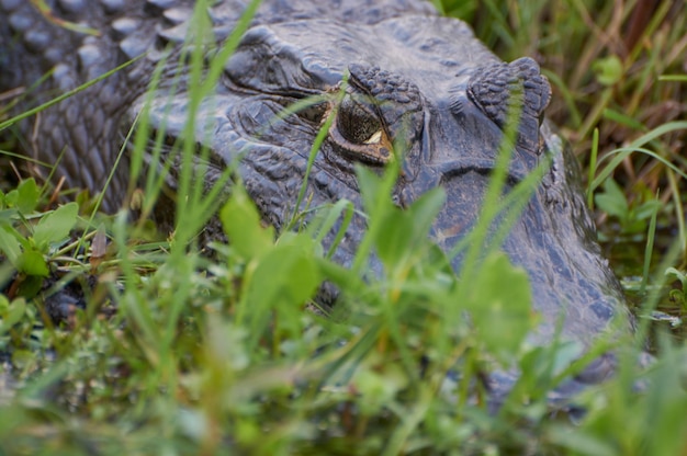 Foto cocodrilo caimán lagarto