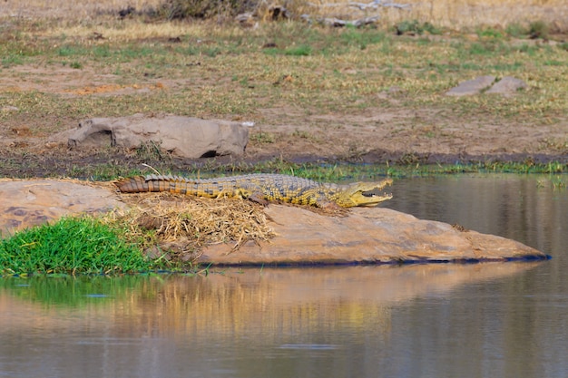 Cocodrilo cerca del Parque Nacional Kruger