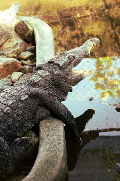 Un cocodrilo descansa sobre una roca en un estanque.