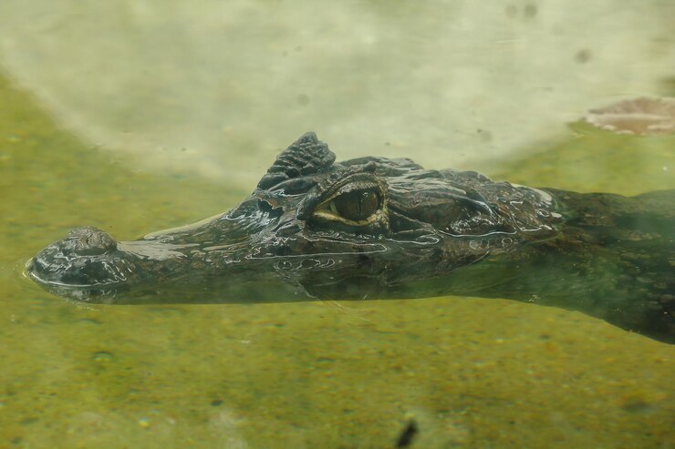 Foto el cocodrilo está en el agua es el rango de los reptiles
