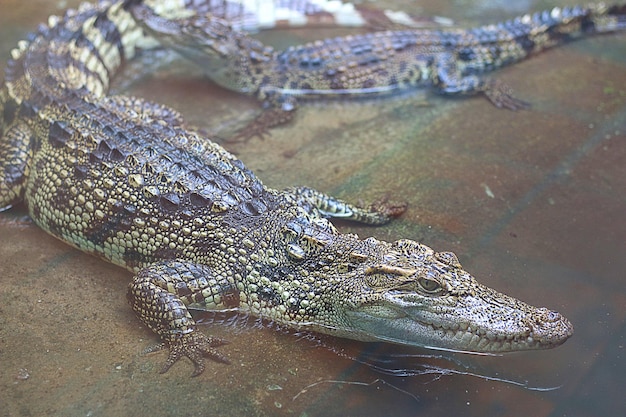 El cocodrilo está nadando bajo el agua en el zoológico.