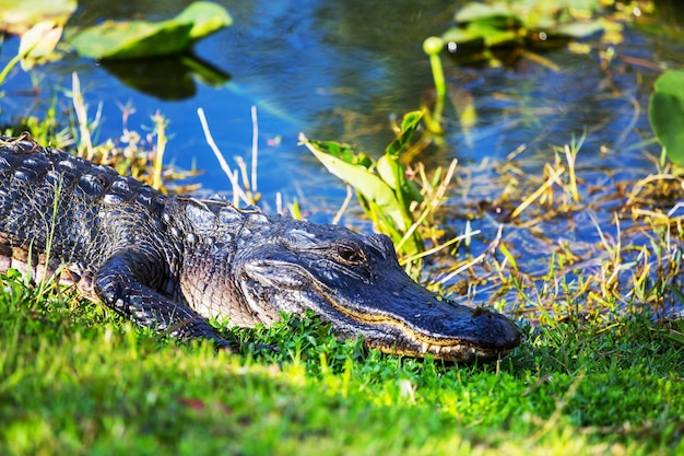 Cocodrilo en Florida