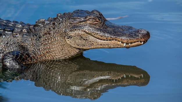 Cocodrilo grande con dientes afilados en el agua del río