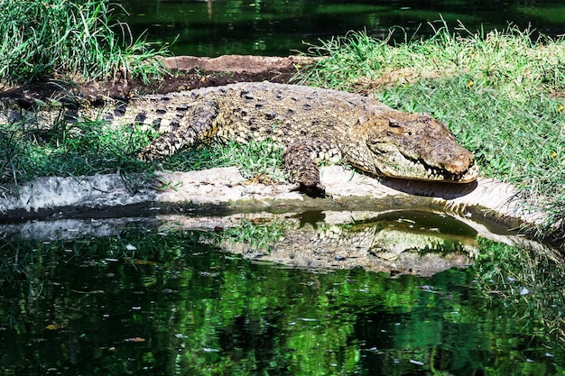 Cocodrilo grande