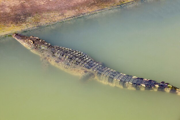 El cocodrilo nadando en el río cerca del canal.