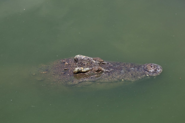 El cocodrilo nadando en el río cerca del canal.
