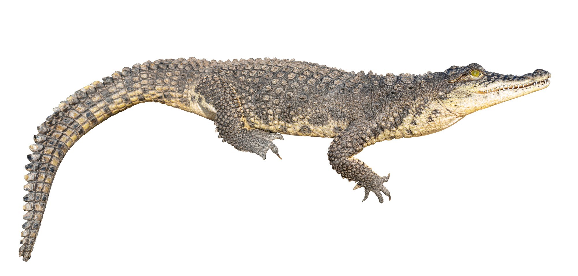 El cocodrilo del nilo (crocodylus niloticus) es un reptil carnívoro grande  y peligroso. | Foto Premium