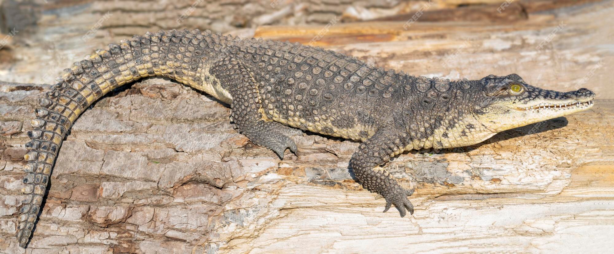 El cocodrilo del nilo (crocodylus niloticus) es un reptil carnívoro grande  y peligroso. | Foto Premium