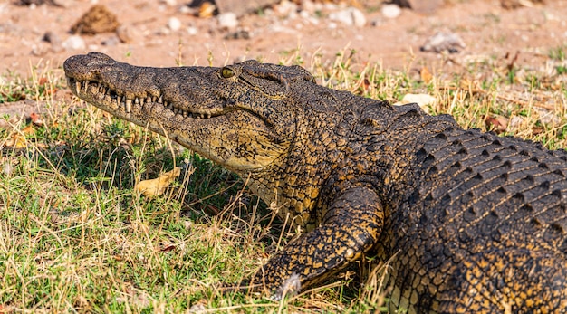 Cocodrilo del Nilo Crocodylus niloticus en el Parque Nacional Chobe Botswana