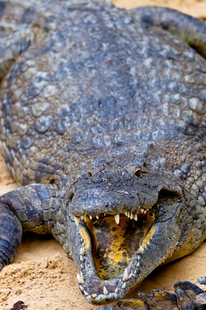 Un cocodrilo del Nilo, Crocodylus niloticus